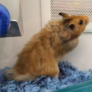 Meet your Posher, Kim